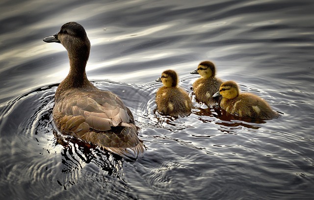 Core Bank - Lucky Ducks